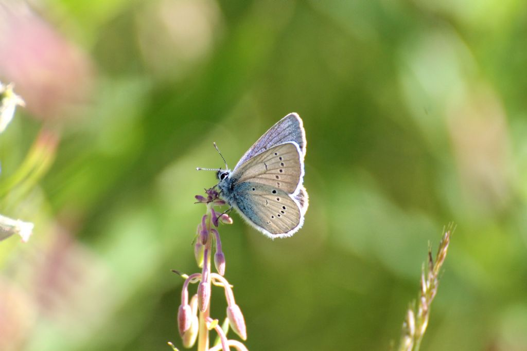 Lycaenidae, Cyaniris semiargus